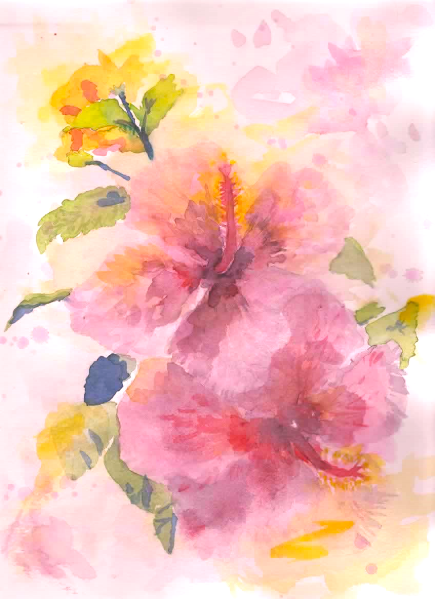 Two pink hibiscus flowers softly opposing one another