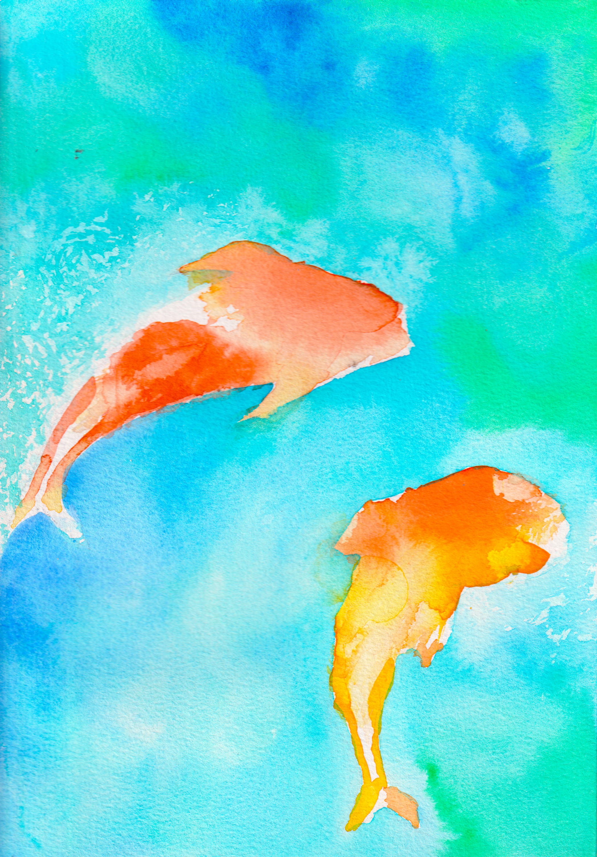 Two orange koi fish swimming in a bright blue pond